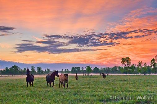 Friendly Horses At Sunrise_10254.jpg - Photographed near Smiths Falls, Ontario, Canada.